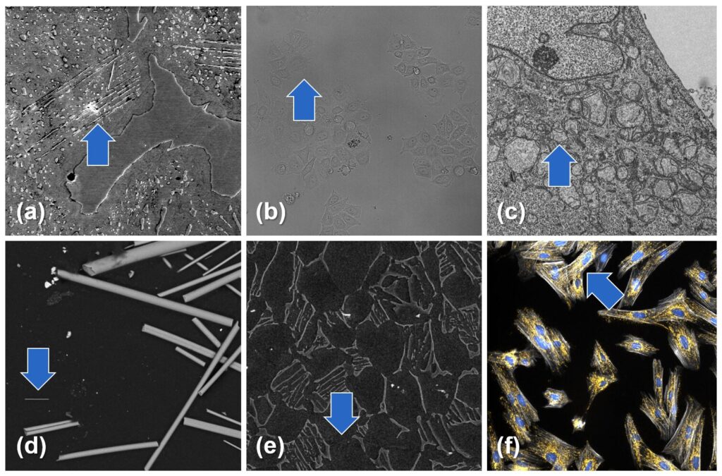 Image Analysis Challenges