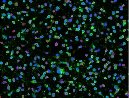 Cell Apoptosis