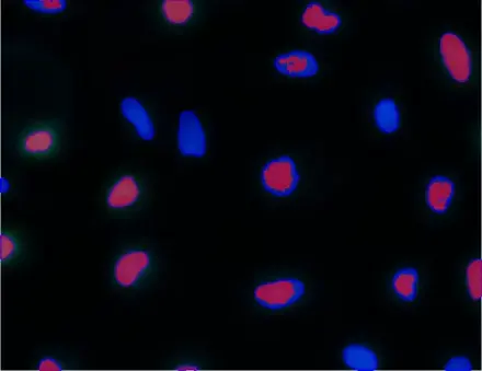 Cell Proliferation