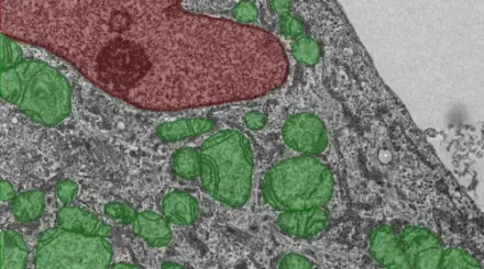 Nuclei & Mitochondria