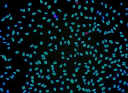 Live/Dead for Cell Viability