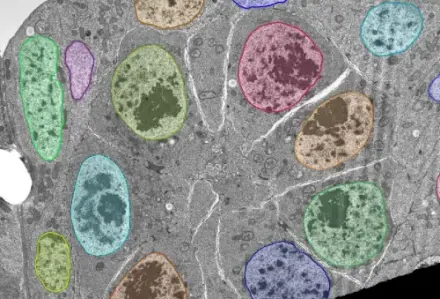 Nuclei