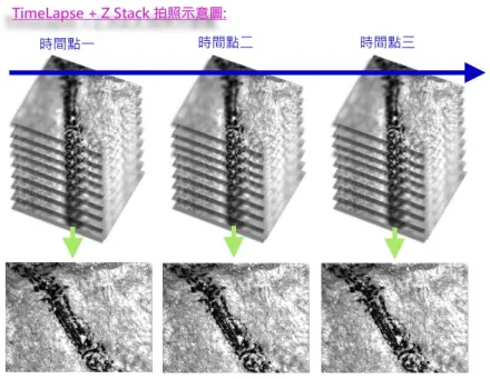 Z Stack 系統示意圖