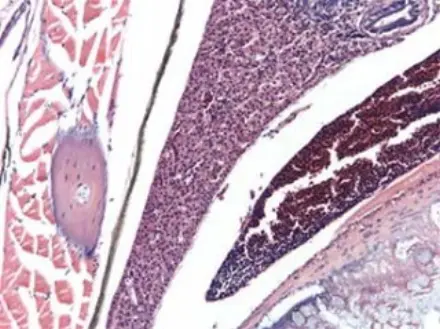 Zebra-Fish-detail