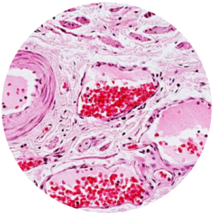 MicroPublisher 6 Fluorescence