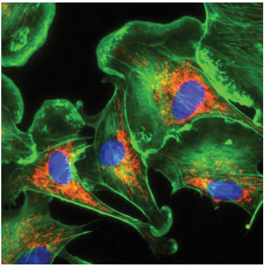 MicroPublisher 6 Pathology